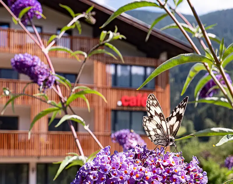 Haus Brückenwirt, auf einer Blüte sitzt ein Schmetterling