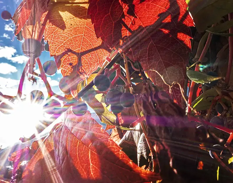 Herbstblätter auf der Terrasse des Cafe Brückenwirt